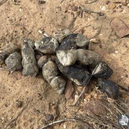 31_CB_fieldwork_-_leopard_droppings_original